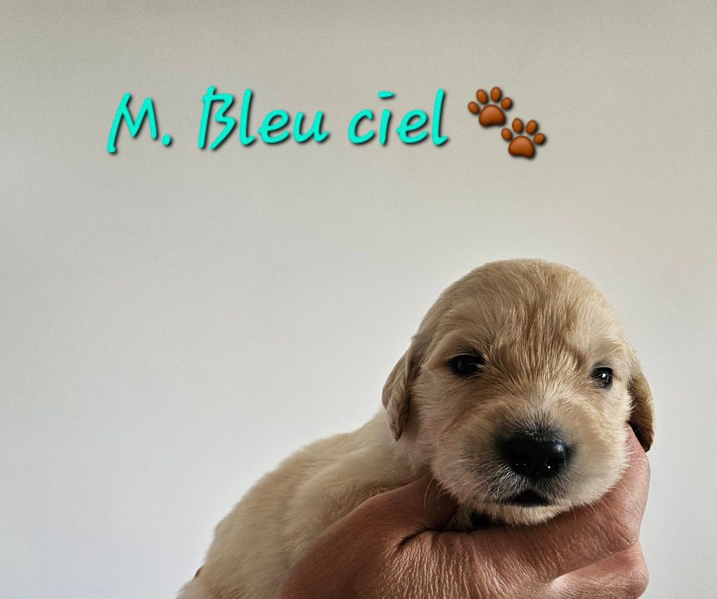 Des Terres De Flore - Chiots disponibles - Golden Retriever