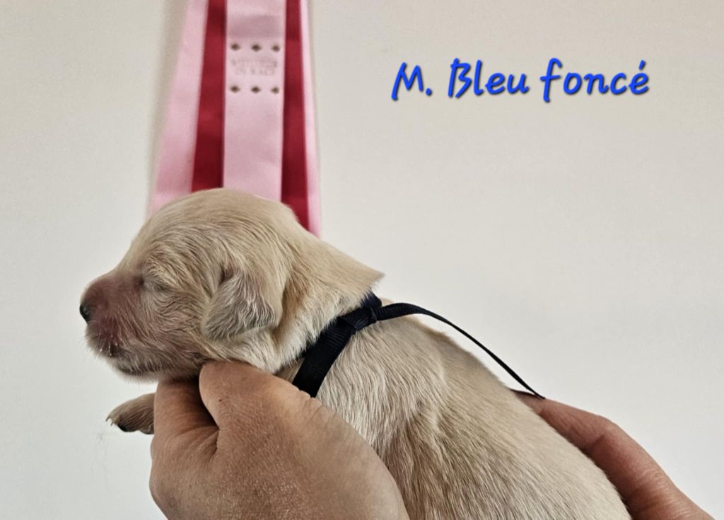 Des Terres De Flore - Chiots disponibles - Golden Retriever