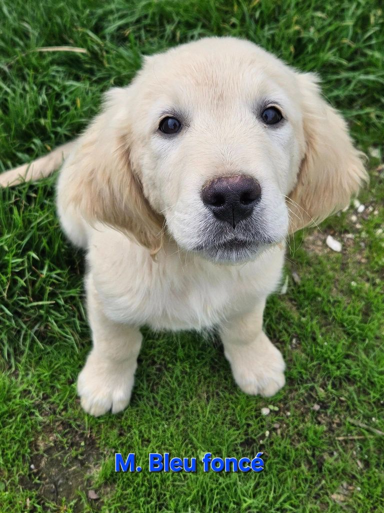 Des Terres De Flore - Chiots disponibles - Golden Retriever