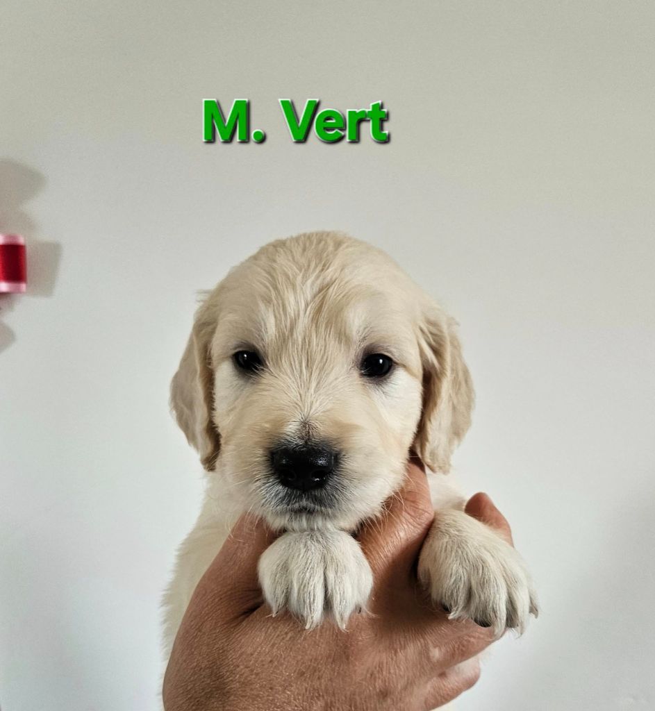 Des Terres De Flore - Chiots disponibles - Golden Retriever