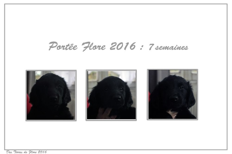 Chiot Flat Coated Retriever Des Terres De Flore