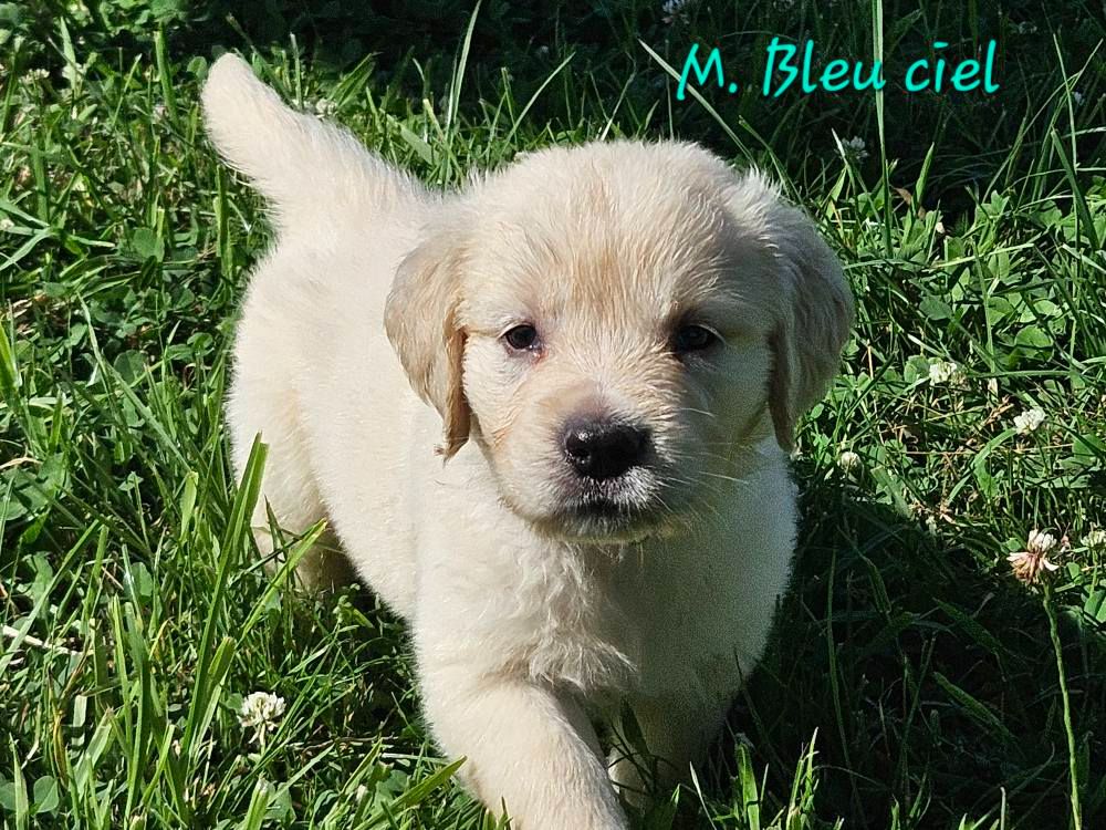 Des Terres De Flore - Chiots disponibles - Golden Retriever
