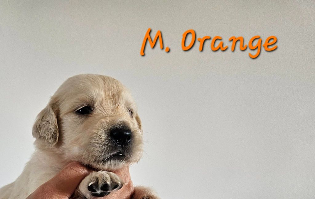 Des Terres De Flore - Chiots disponibles - Golden Retriever