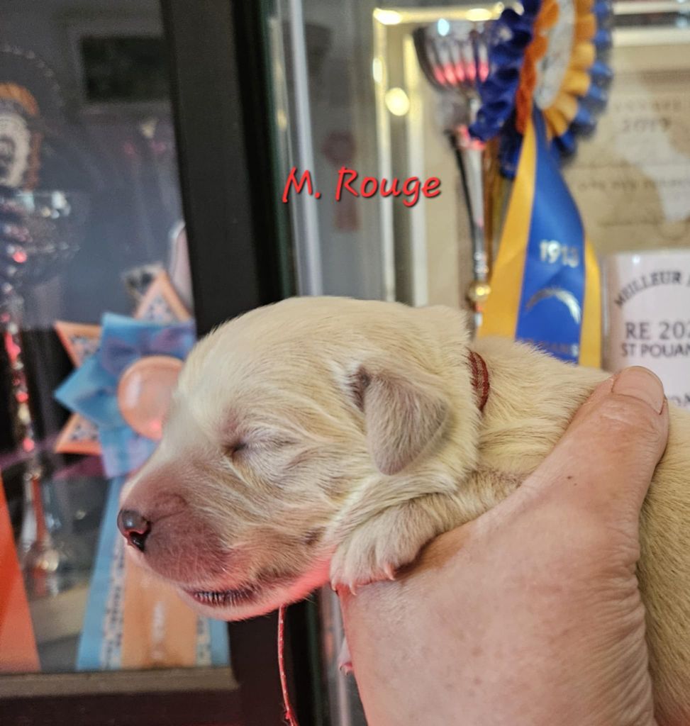 Des Terres De Flore - Chiots disponibles - Golden Retriever