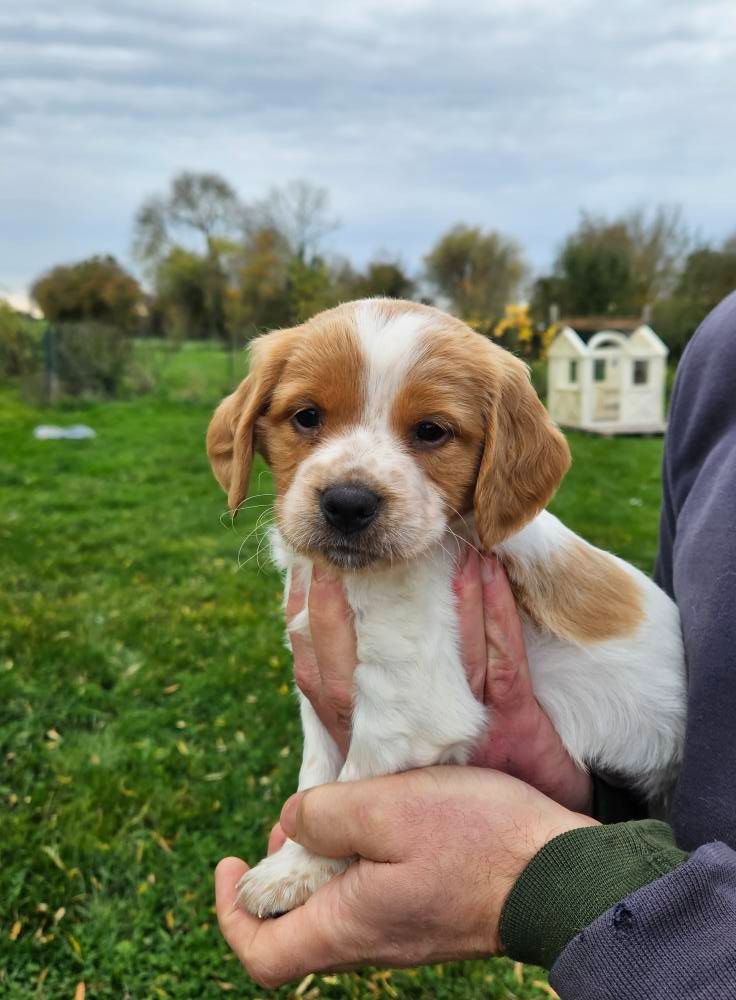 Des Terres De Flore - Chiots disponibles - Epagneul Breton