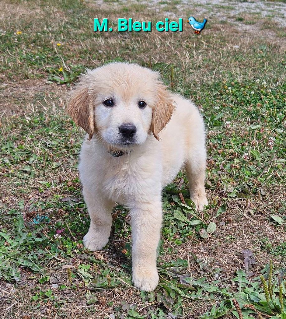 Des Terres De Flore - Chiots disponibles - Golden Retriever
