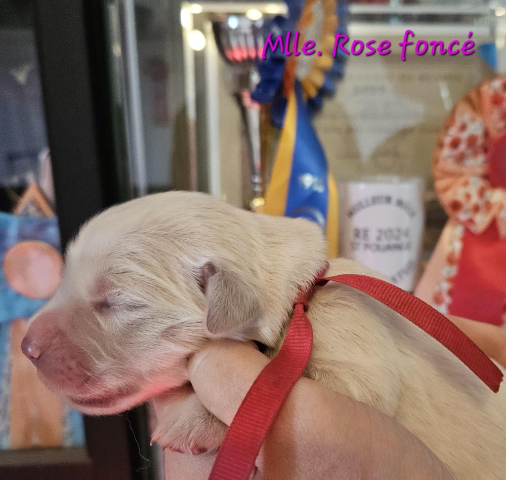 Des Terres De Flore - Chiots disponibles - Golden Retriever