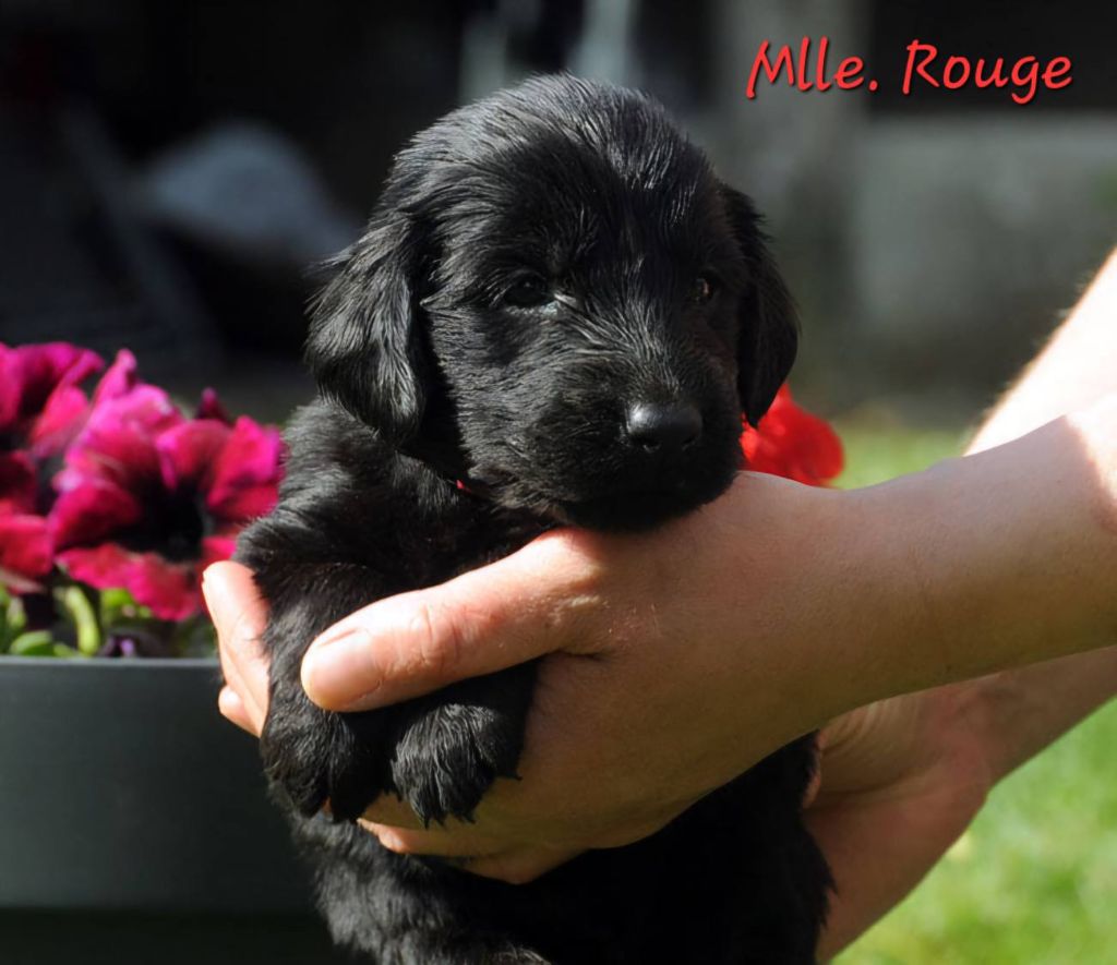 Des Terres De Flore - Chiots disponibles - Flat Coated Retriever