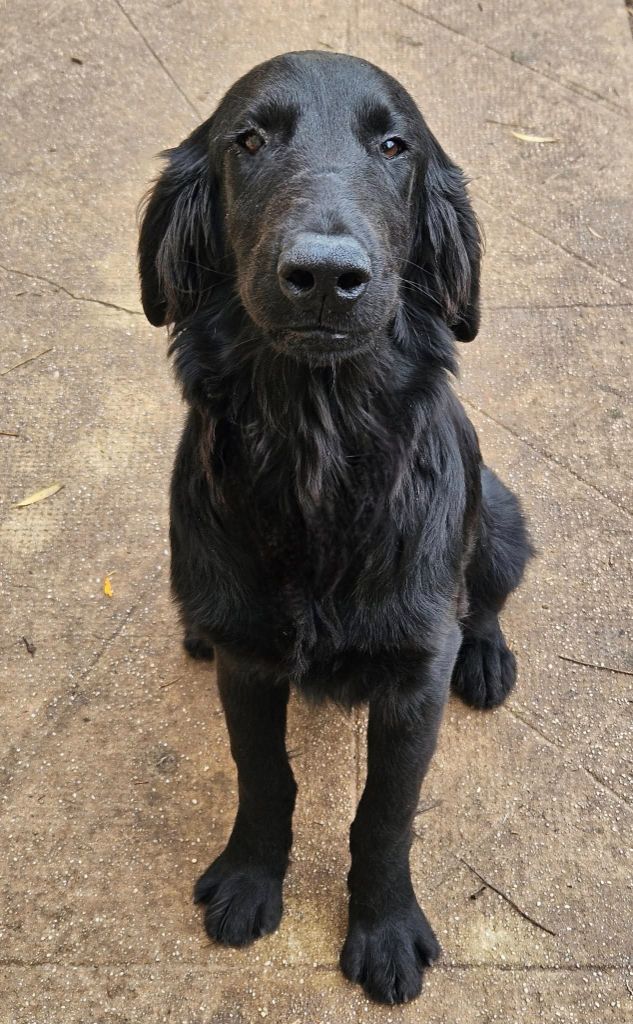 Des Terres De Flore - Chiots disponibles - Flat Coated Retriever