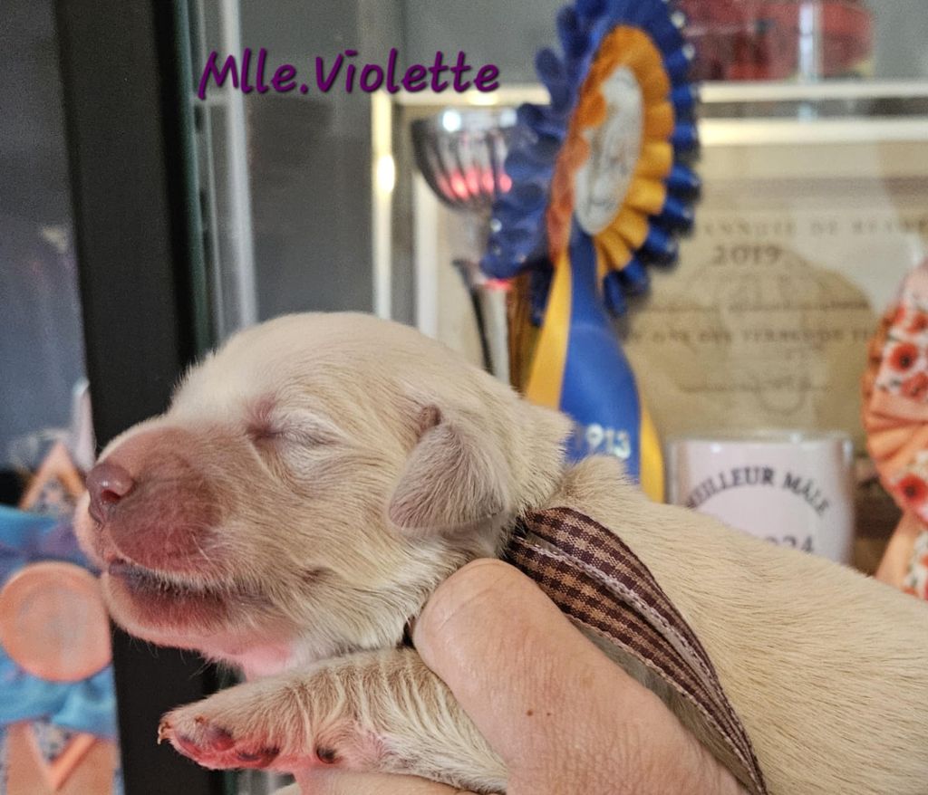 Des Terres De Flore - Chiots disponibles - Golden Retriever