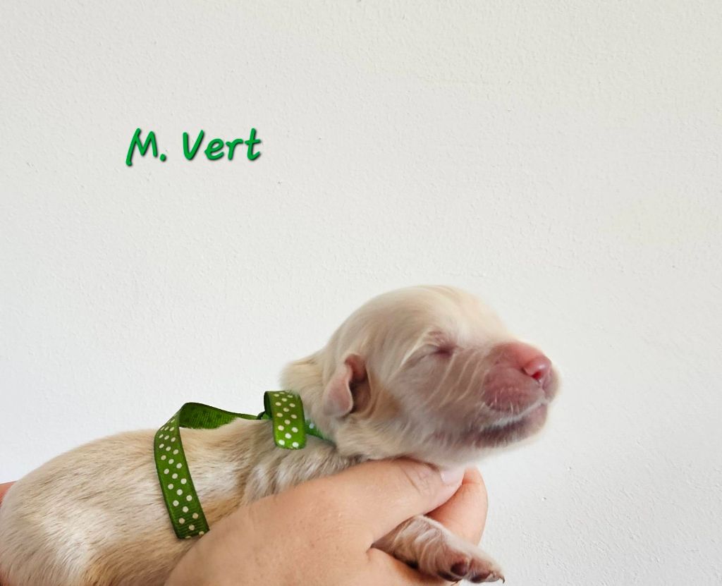 Des Terres De Flore - Chiots disponibles - Golden Retriever