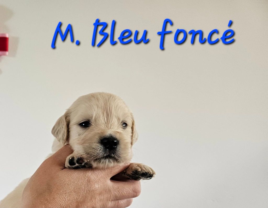 Des Terres De Flore - Chiots disponibles - Golden Retriever