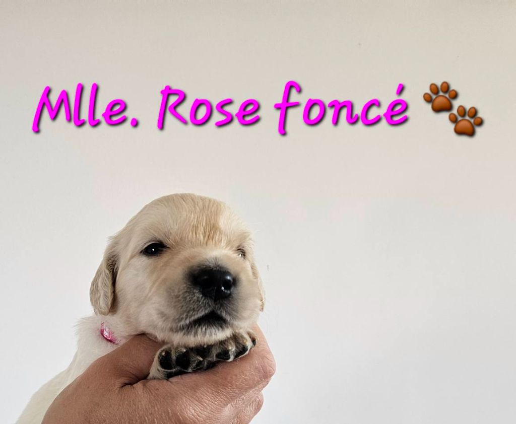 Des Terres De Flore - Chiots disponibles - Golden Retriever