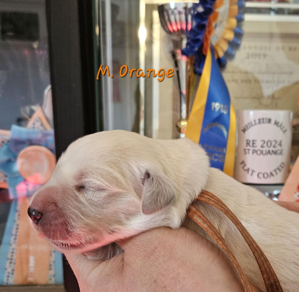 Des Terres De Flore - Chiots disponibles - Golden Retriever
