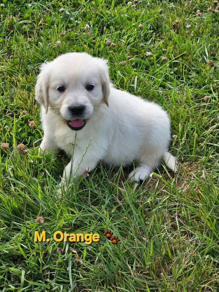 Des Terres De Flore - Chiots disponibles - Golden Retriever