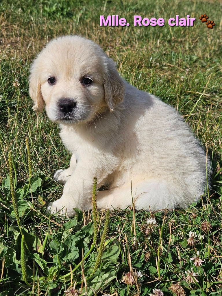 Des Terres De Flore - Chiots disponibles - Golden Retriever