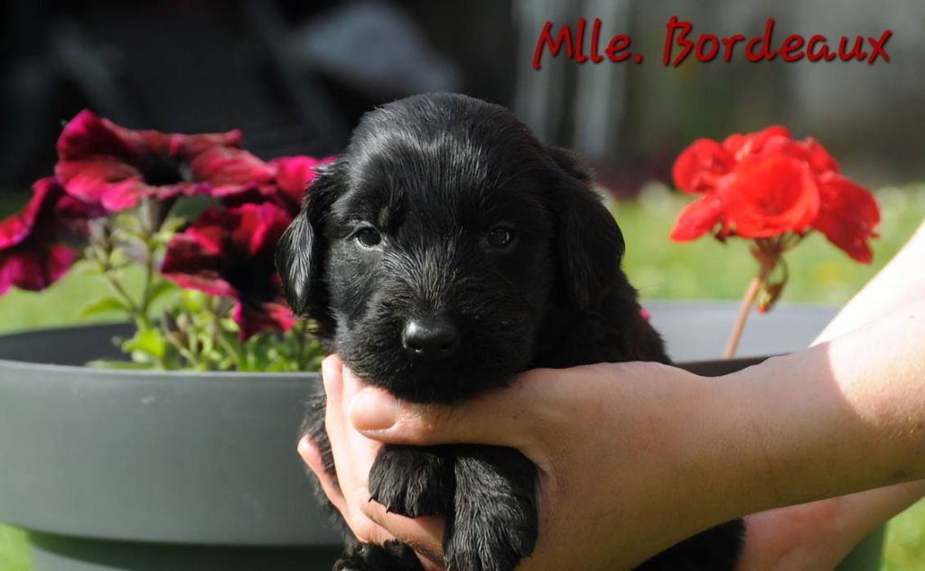 Des Terres De Flore - Chiots disponibles - Flat Coated Retriever