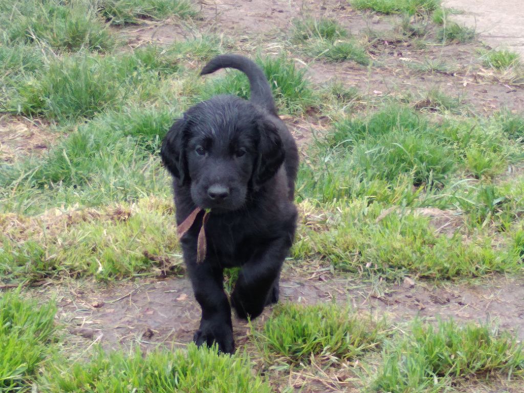 Chiot Flat Coated Retriever Des Terres De Flore