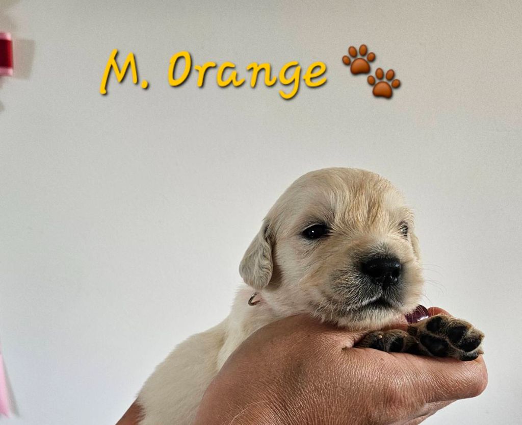 Des Terres De Flore - Chiots disponibles - Golden Retriever