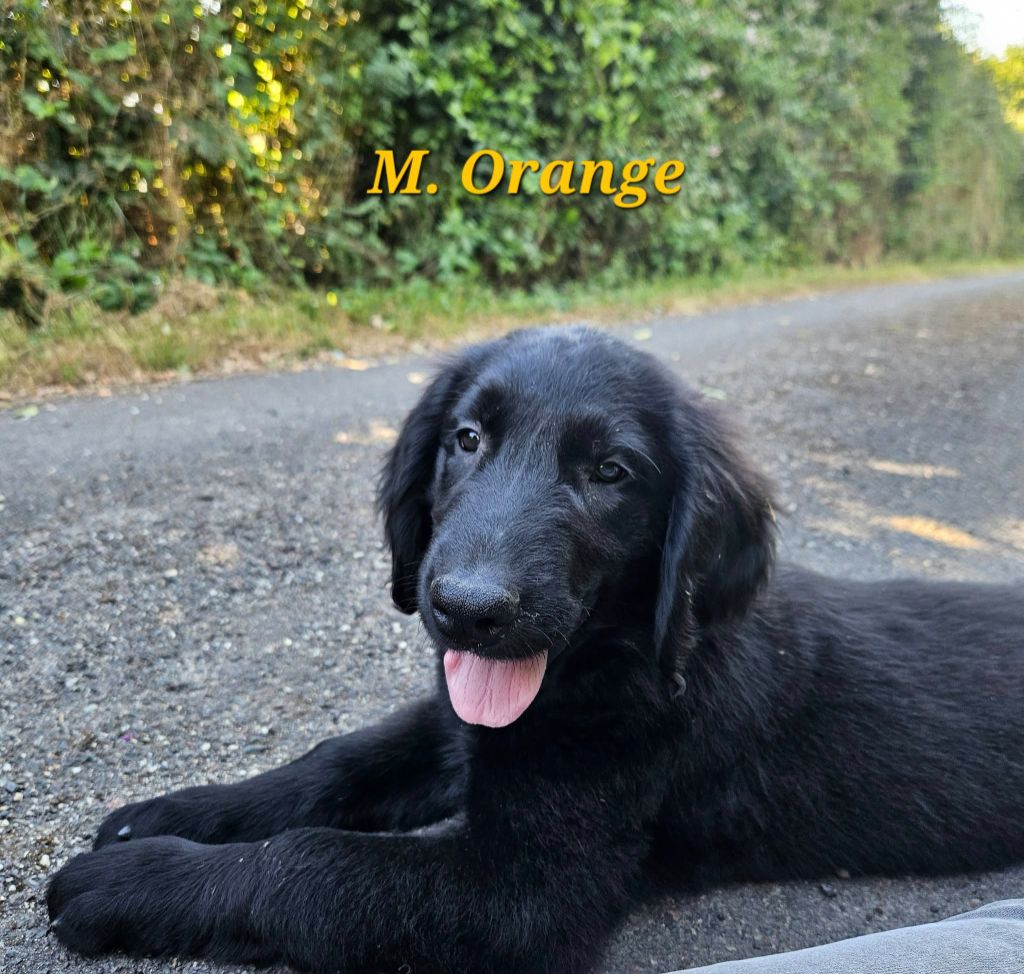 Des Terres De Flore - Chiots disponibles - Flat Coated Retriever