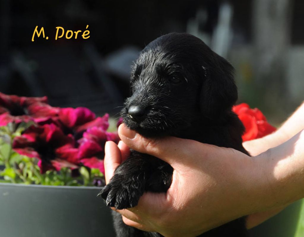 Des Terres De Flore - Chiots disponibles - Flat Coated Retriever