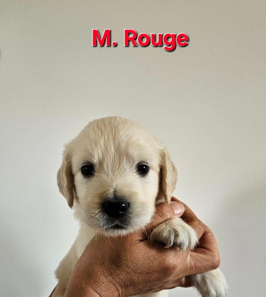 Des Terres De Flore - Chiots disponibles - Golden Retriever