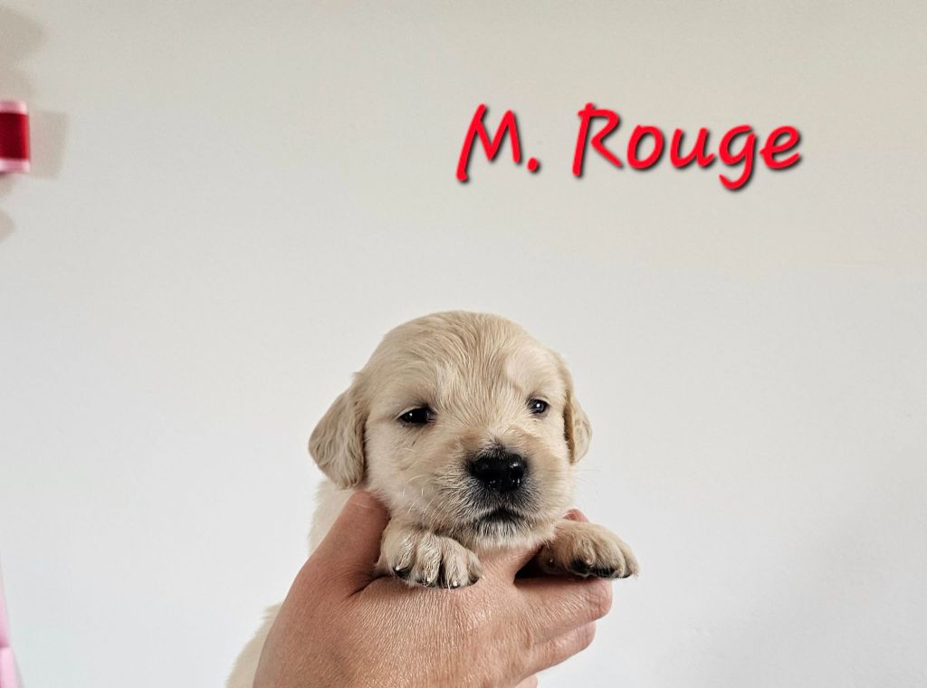 Des Terres De Flore - Chiots disponibles - Golden Retriever