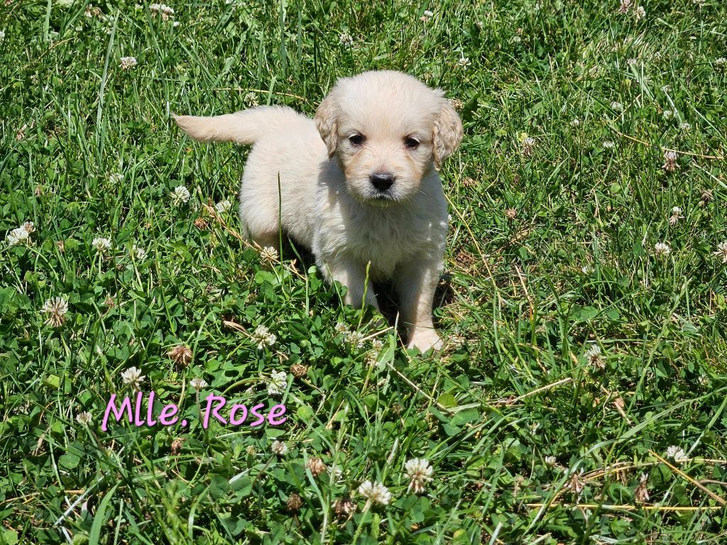 Des Terres De Flore - Chiots disponibles - Golden Retriever