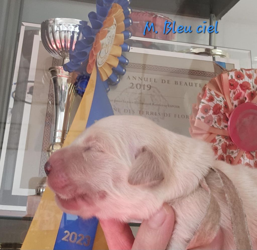 Des Terres De Flore - Chiots disponibles - Golden Retriever