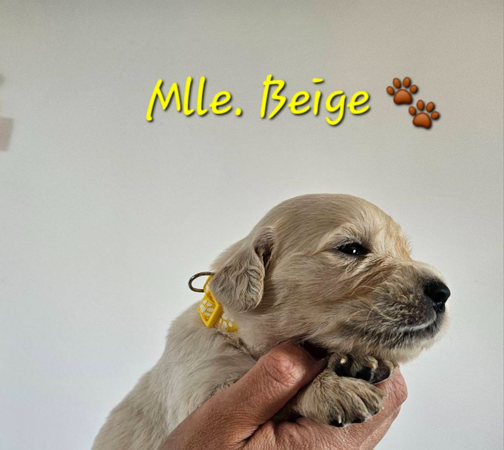 Des Terres De Flore - Chiots disponibles - Golden Retriever