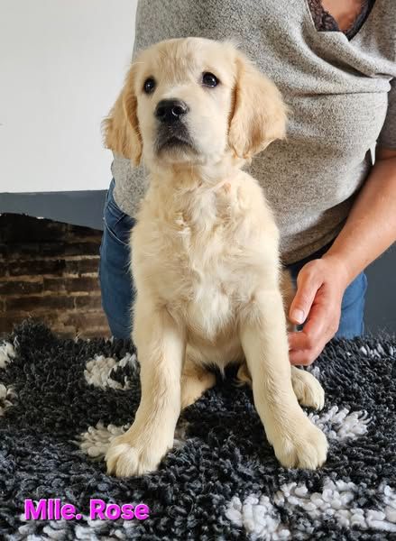 Des Terres De Flore - Chiots disponibles - Golden Retriever