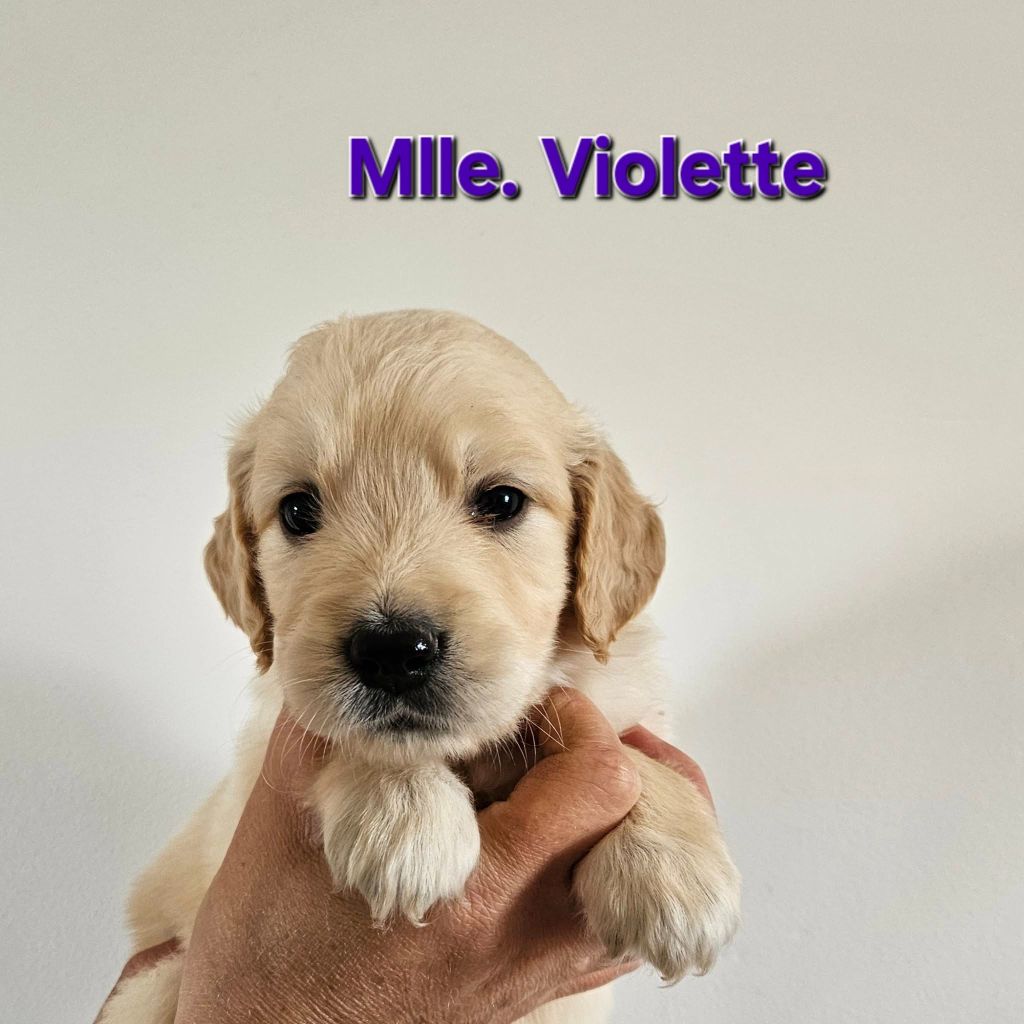Des Terres De Flore - Chiots disponibles - Golden Retriever