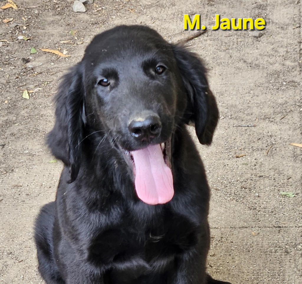 Des Terres De Flore - Chiots disponibles - Flat Coated Retriever