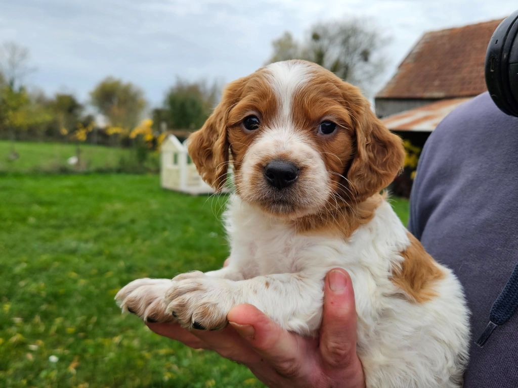 Des Terres De Flore - Chiots disponibles - Epagneul Breton