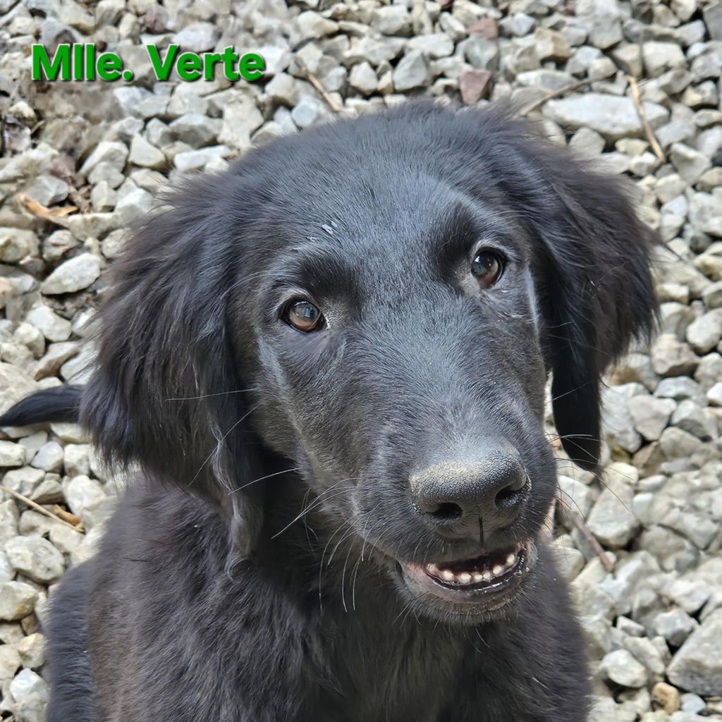 Des Terres De Flore - Chiots disponibles - Flat Coated Retriever