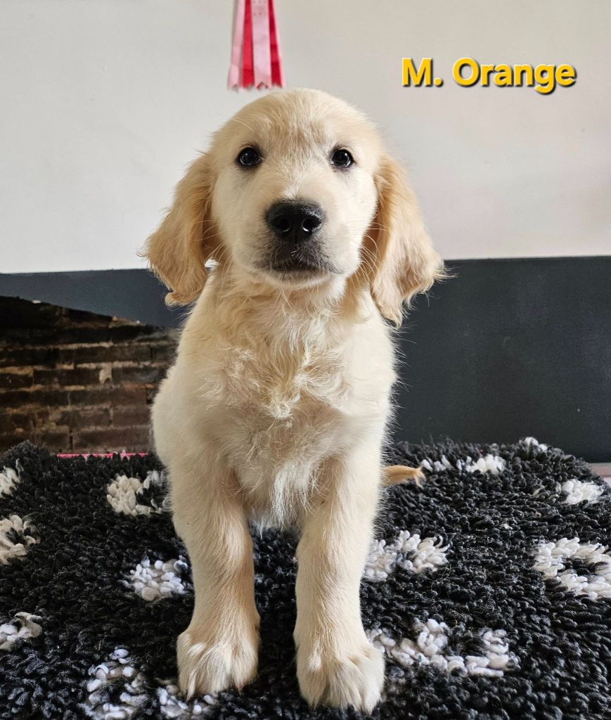 Des Terres De Flore - Chiots disponibles - Golden Retriever