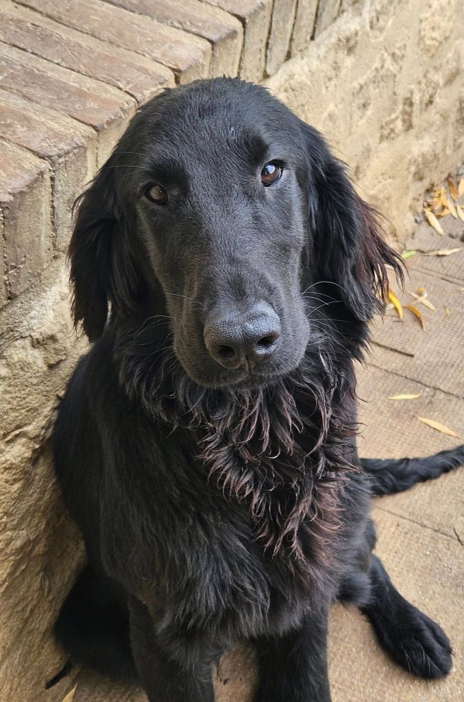 Des Terres De Flore - Chiots disponibles - Flat Coated Retriever