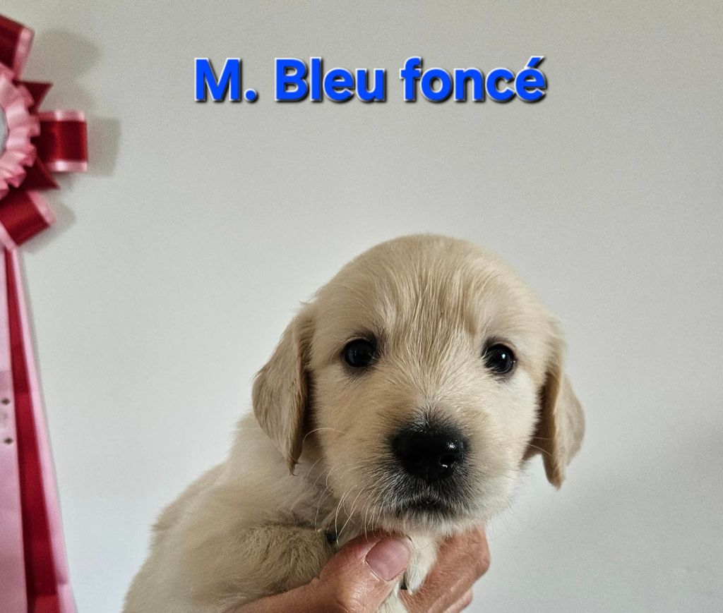 Des Terres De Flore - Chiots disponibles - Golden Retriever