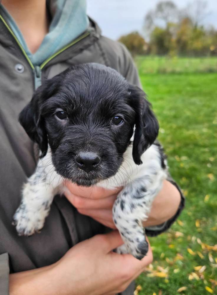 Des Terres De Flore - Chiots disponibles - Epagneul Breton