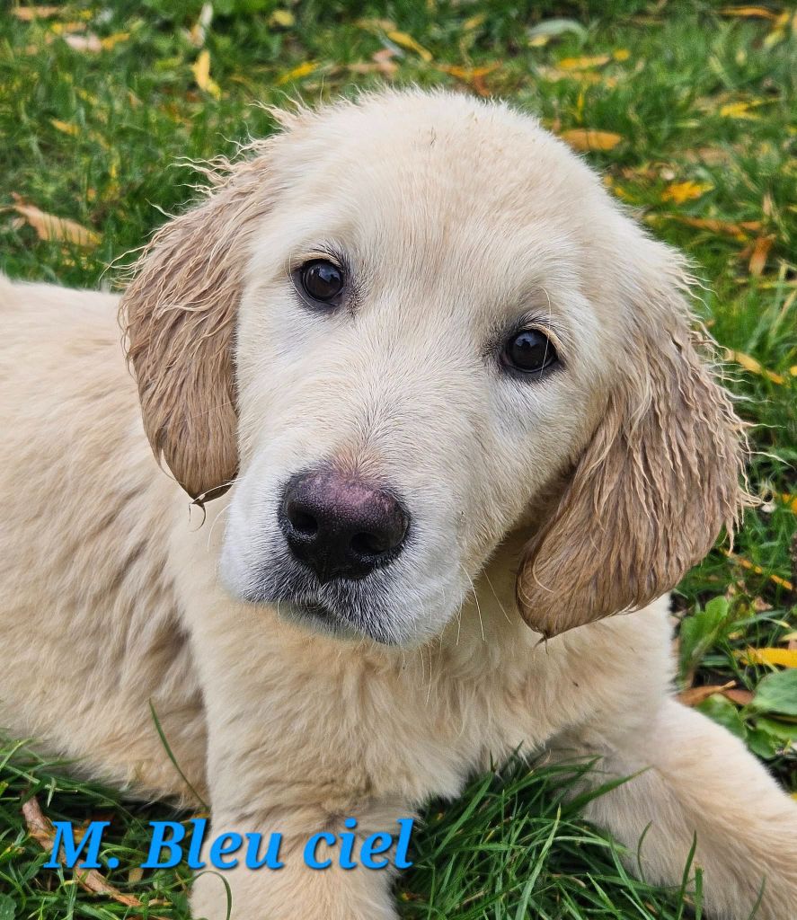 Des Terres De Flore - Chiots disponibles - Golden Retriever