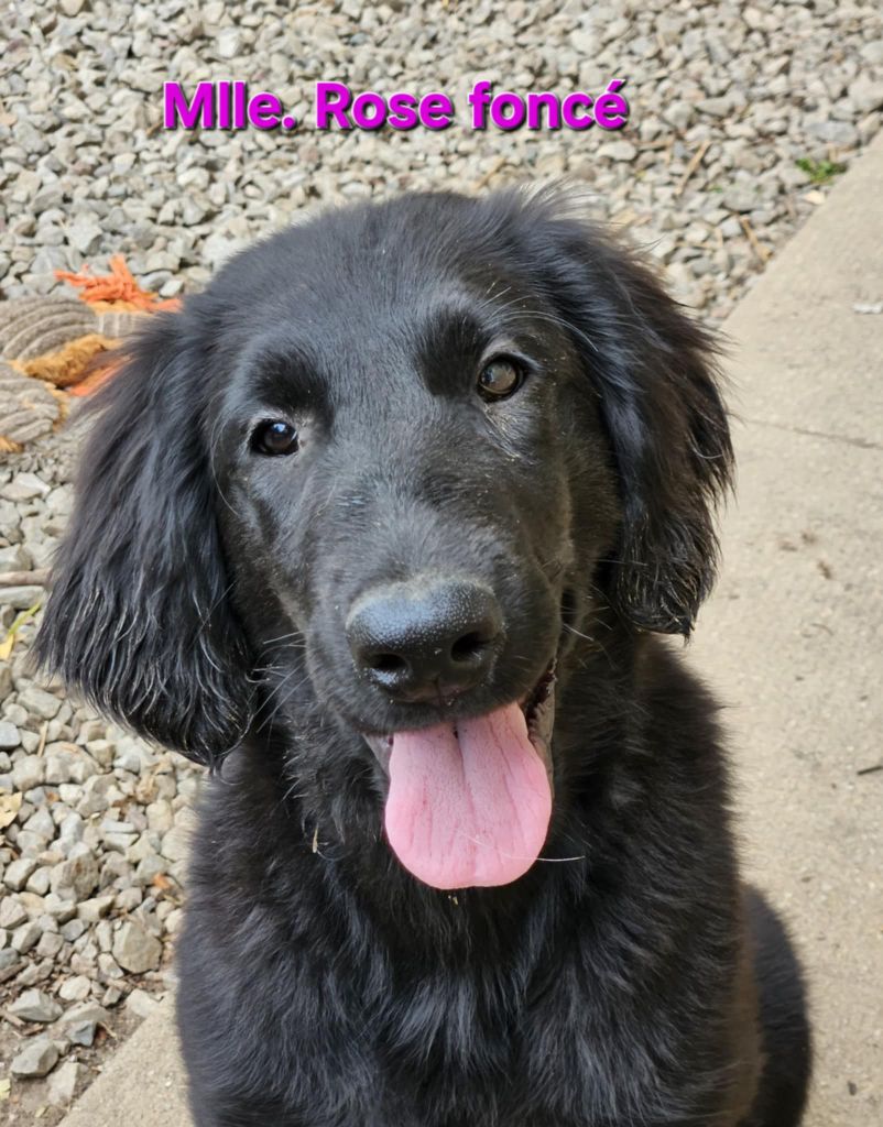 Des Terres De Flore - Chiots disponibles - Flat Coated Retriever