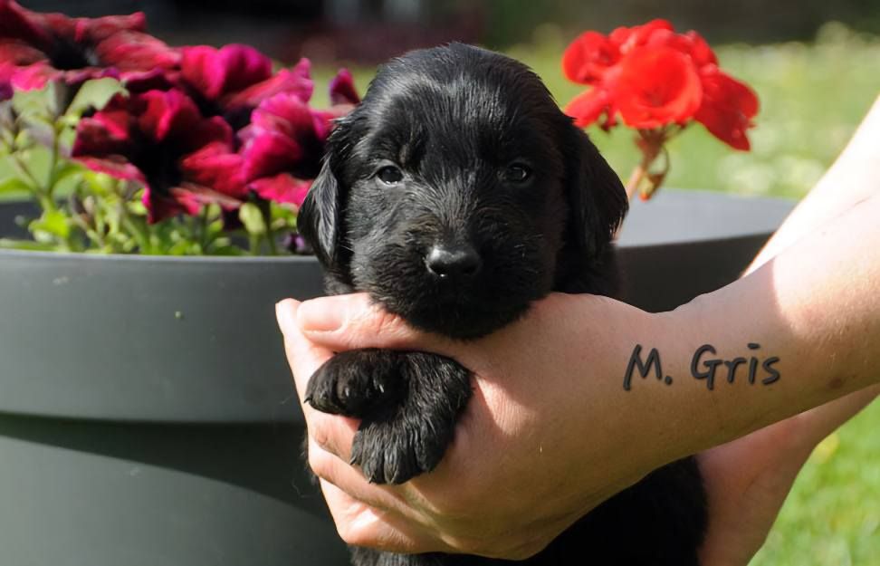 Des Terres De Flore - Chiots disponibles - Flat Coated Retriever