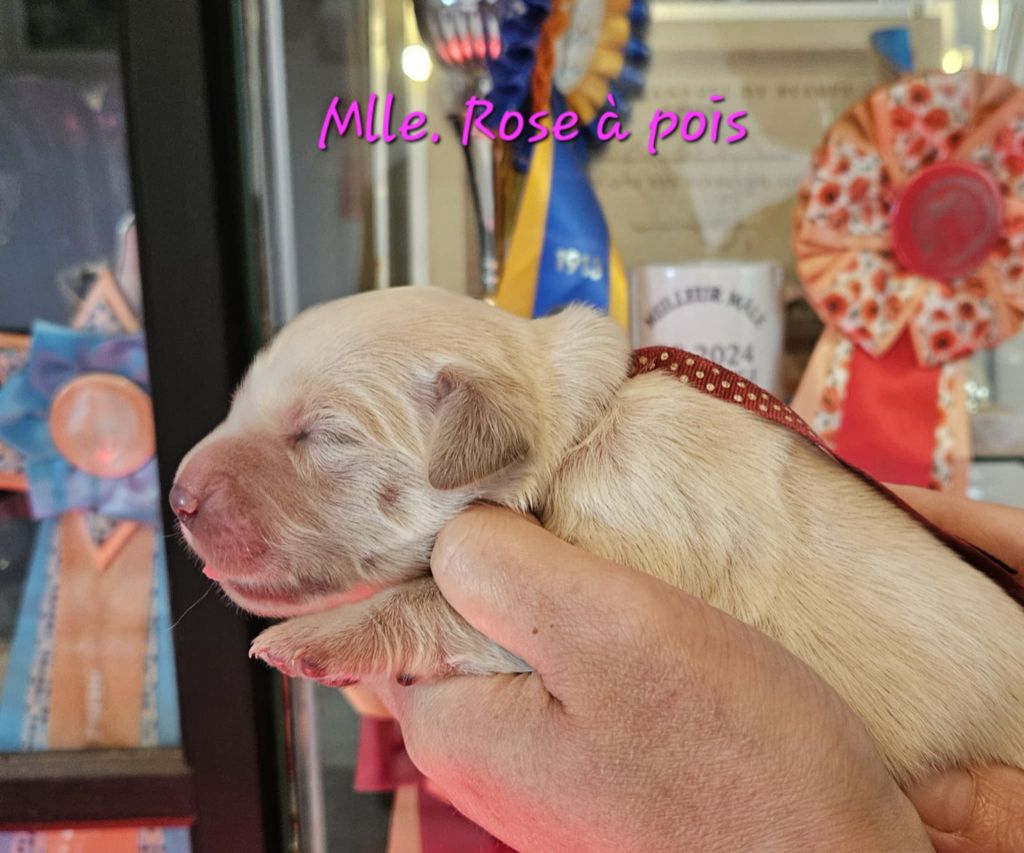 Des Terres De Flore - Chiots disponibles - Golden Retriever