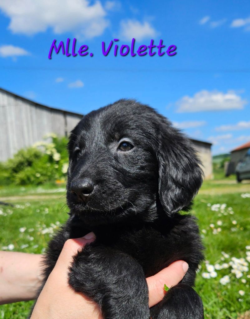 Des Terres De Flore - Chiots disponibles - Flat Coated Retriever