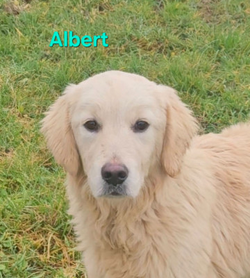 Albert