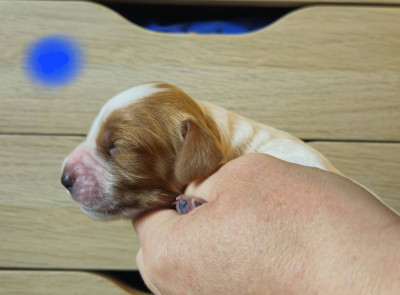 Chiot N°3