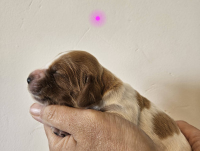 Chiot N°4