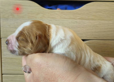Chiot femelle