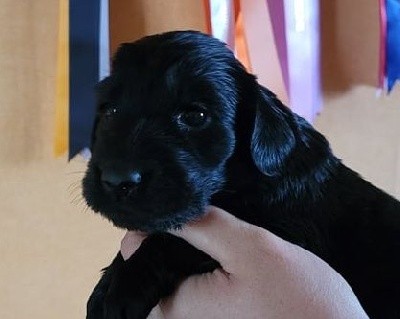 Skye des Terres de Flore