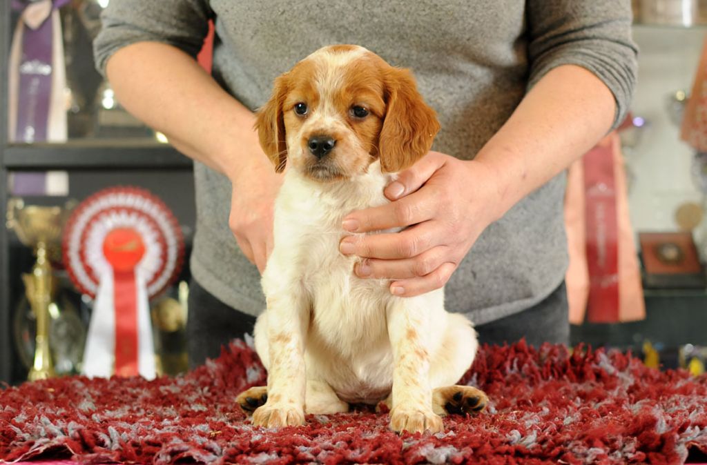 Des Terres De Flore - Chiots disponibles - Epagneul Breton